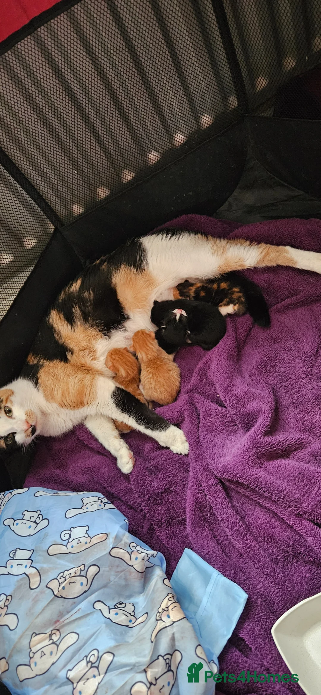 Mixed Breed cats for sale: Beautiful kittens for sale. 2 left ! in Salisbury - Advert 5