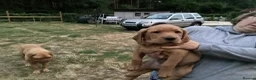 Labrador Retriever dogs for sale: Ready now. Fox red labradors in Gainsborough - Advert 1