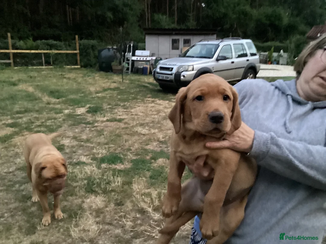 Labrador Retriever dogs for sale: Ready now. Fox red labradors in Gainsborough - Advert 1