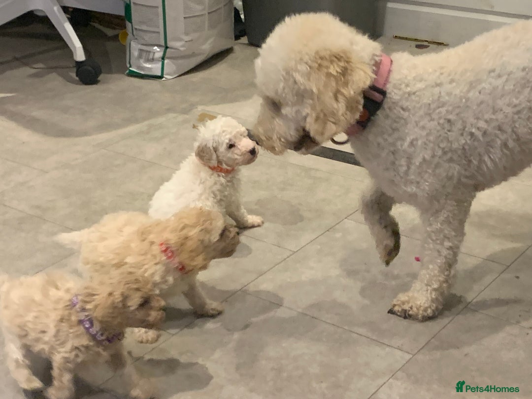 Toy Poodle dogs for sale: ✨Beautiful Litter of Healthy Poodle Puppies ✨🐩 - Advert 6