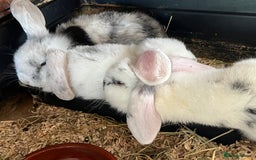 Mini Lop rabbits for sale: Mini Lop Baby Boys - Image 12