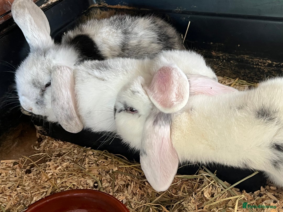 Mini Lop rabbits for sale: Mini Lop Baby Boys - Image 12