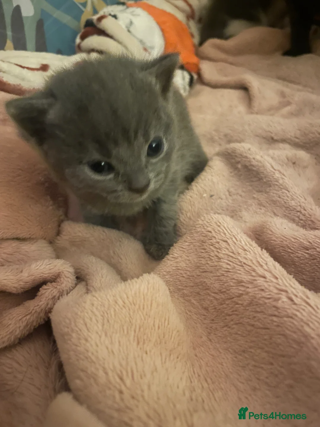 Domestic Shorthair cats for sale: Beautiful litter of 5 kittens 🐱  - Advert 13