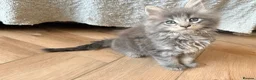 Maine Coon cats for sale: READY NOW. Tica registered mainecoon kittens - Advert 25