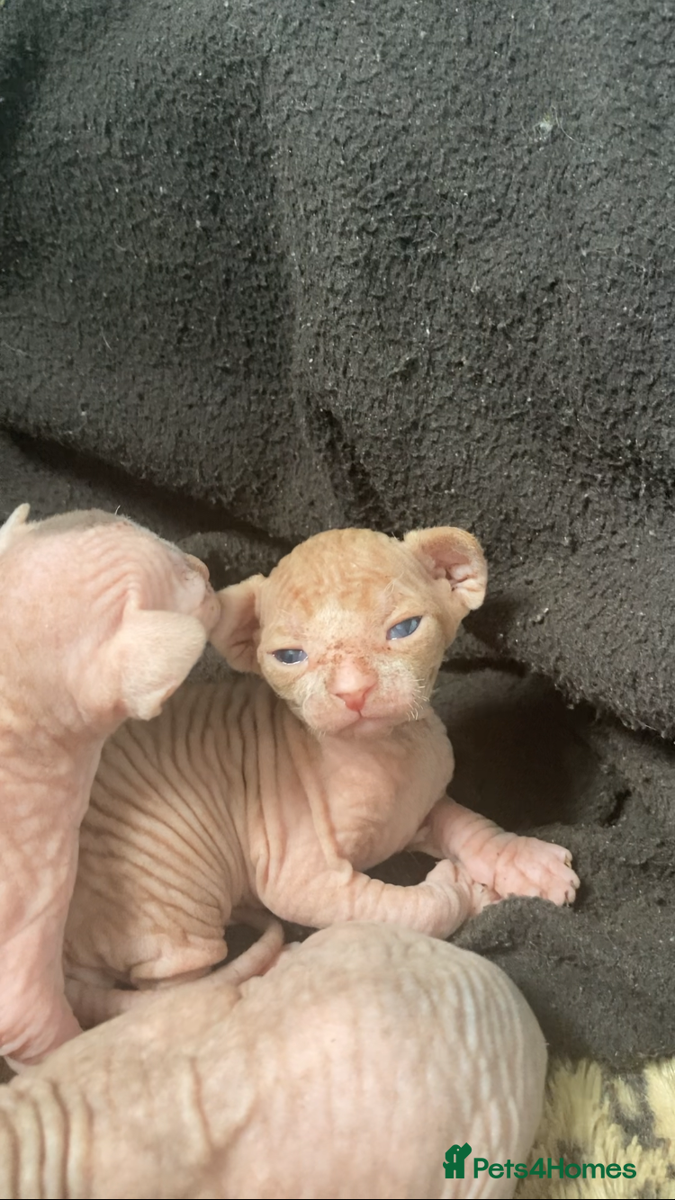 Sphynx cats 1 boy 4 girls HCM tested parents every year - Advert 1