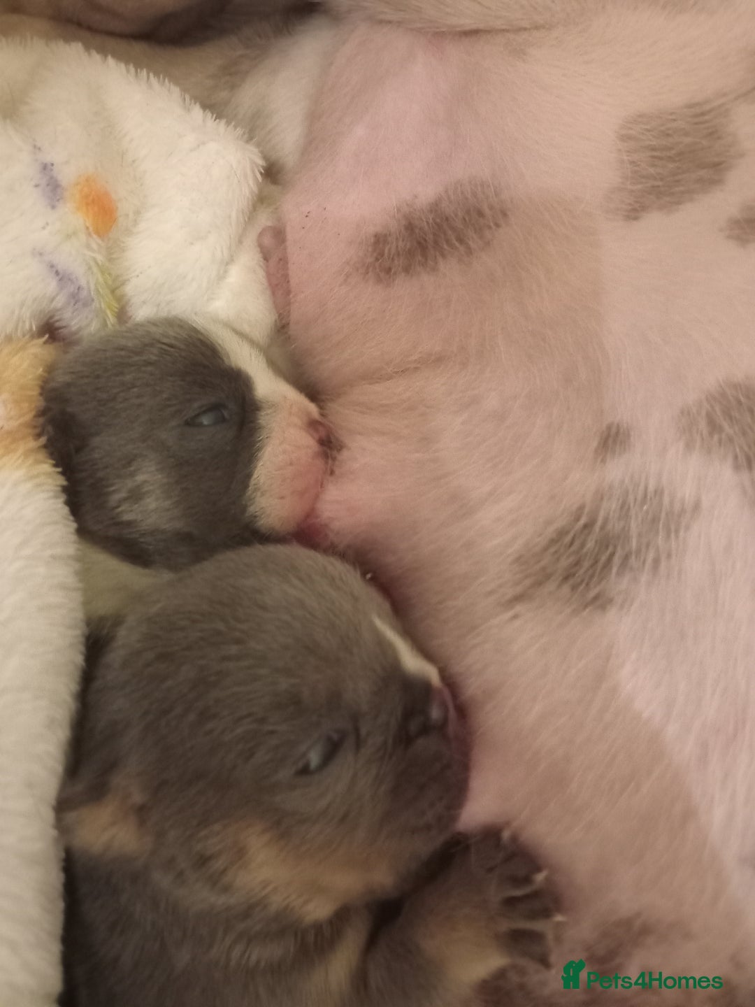 English Bulldog dogs for sale: PEDIGREE KC REGISTERED ENGLISH BULLDOGS - Advert 9