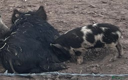 Pig livestock for sale: Kune kune cross, different ages/prices - Image 2