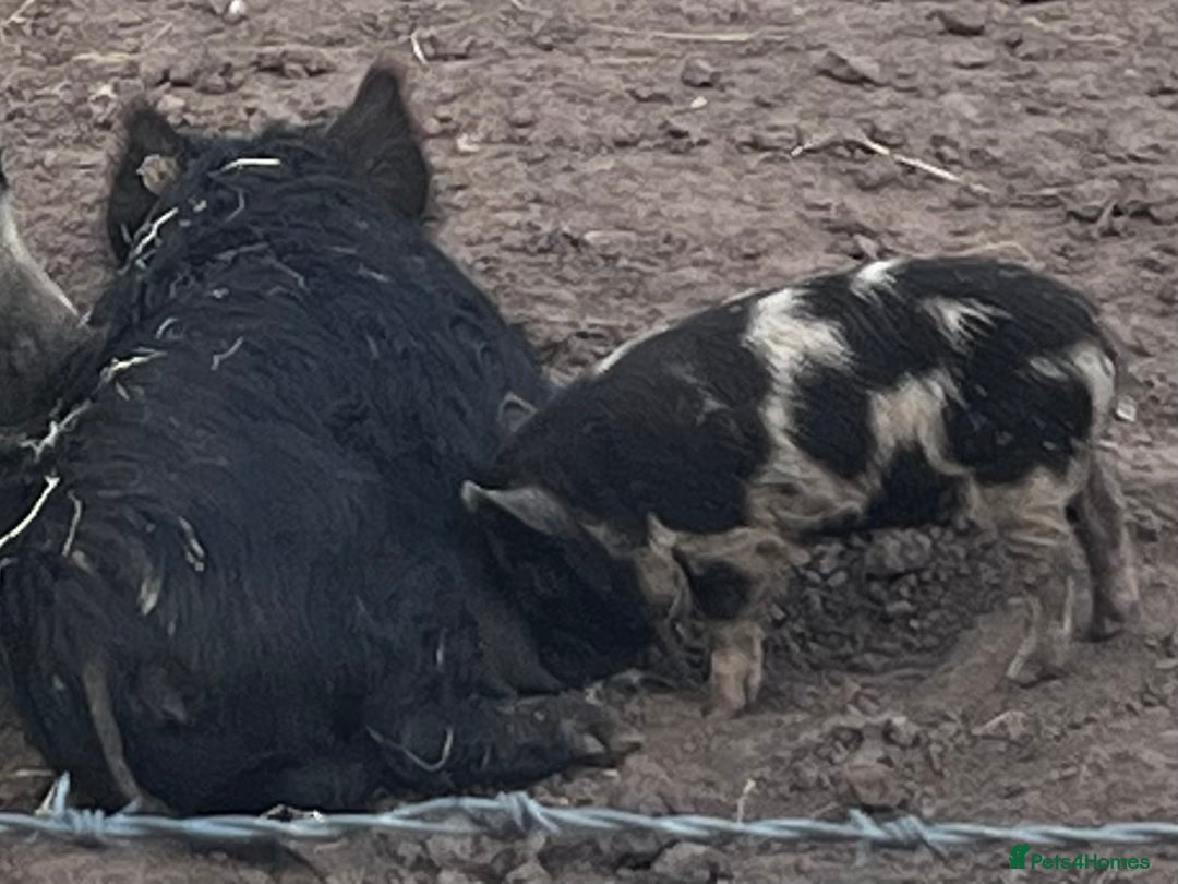 Pig livestock for sale: Kune kune cross, different ages/prices - Image 2
