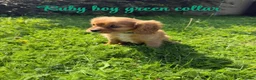 Cavalier King Charles Spaniel dogs for sale: Cavalier King Charles puppies  - Advert 10