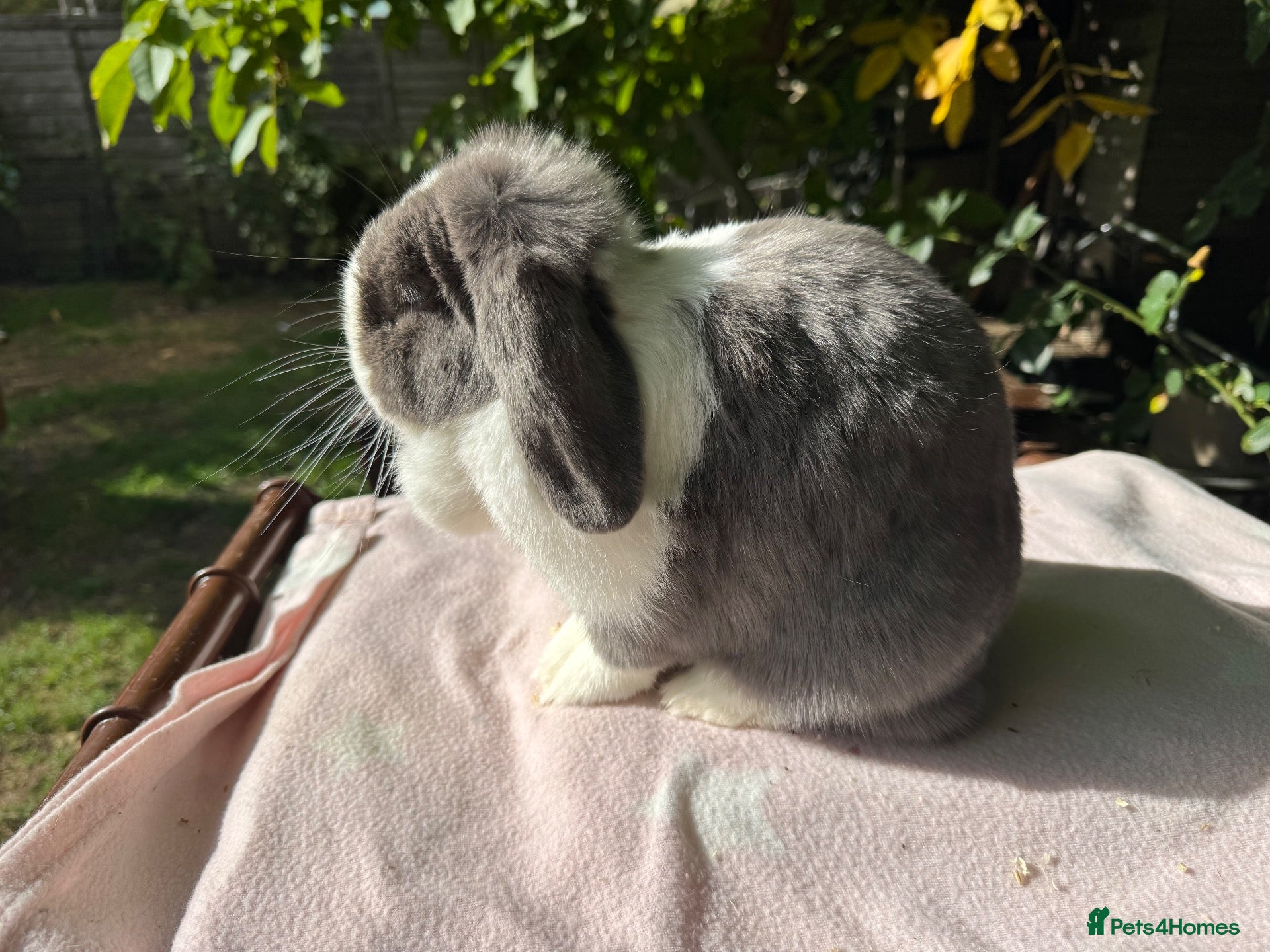 Mini Lop rabbits Mini lop adult doe for sale  - Advert 2
