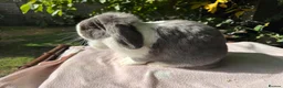Mini Lop rabbits for sale: Mini lop adult doe for sale  - Advert 2