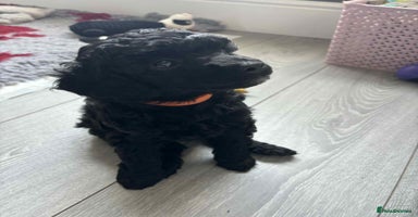 Mixed Breed dogs - Advert 5