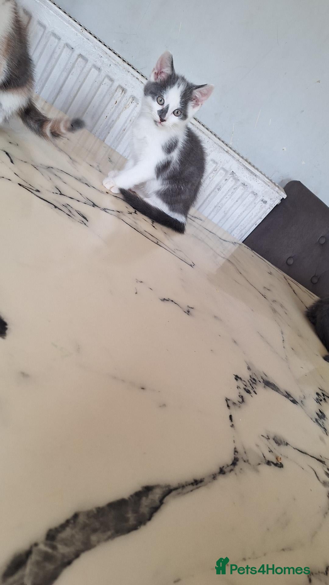 Mixed Breed cats Beautiful kittens for sale - Advert 1