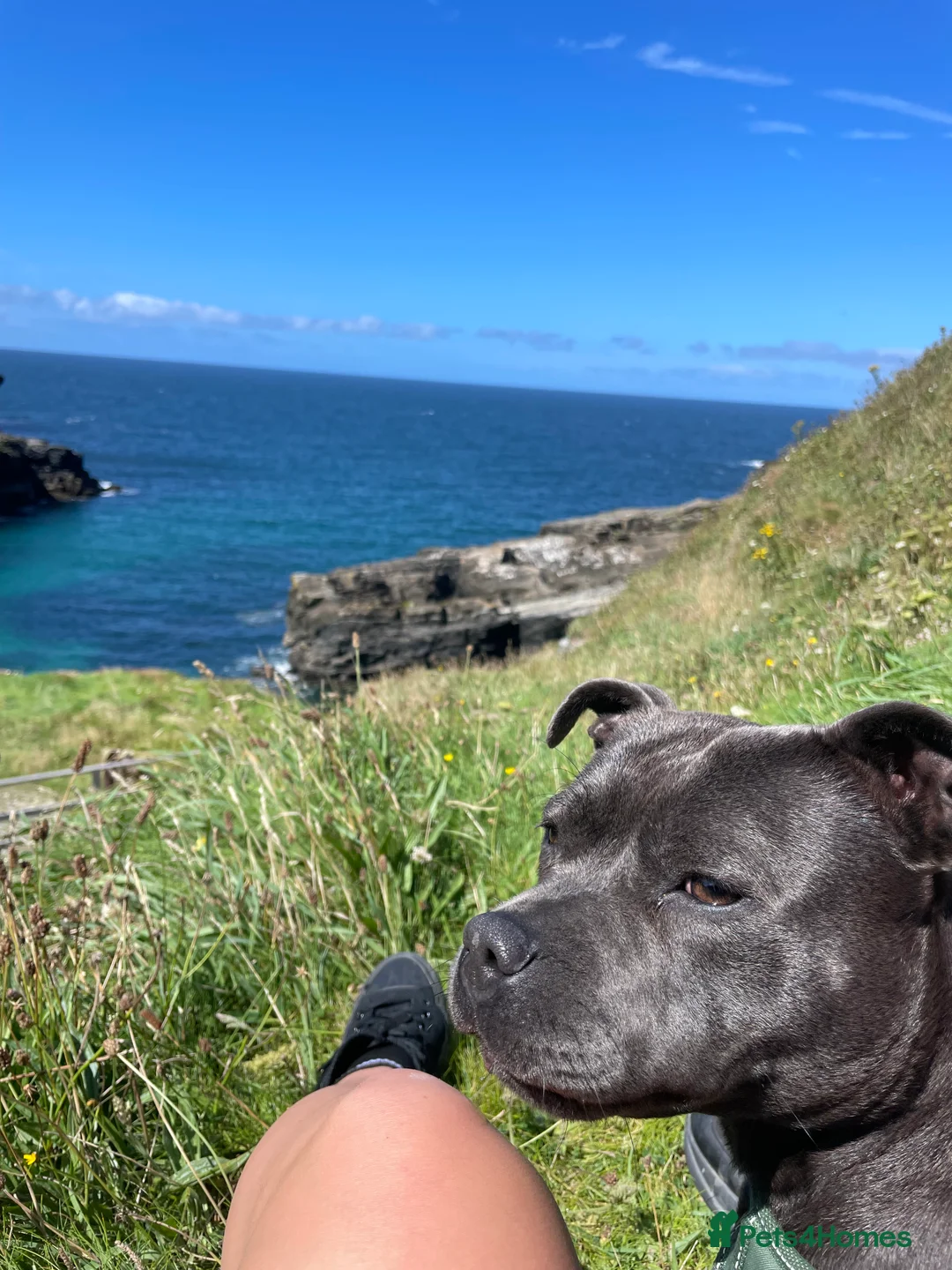 Staffordshire Bull Terrier dogs for sale: Only 1 available ; Blue Staffordshire bullterrier - Advert 3