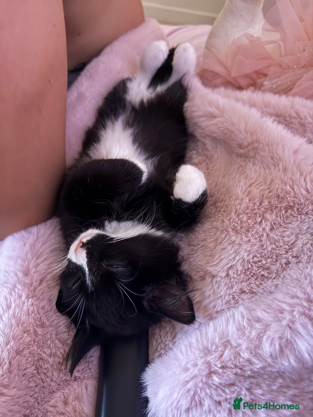 Mixed Breed cats for sale: Our Beautiful Dice - Image 10