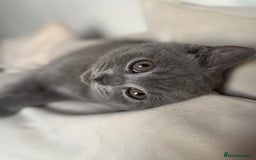 British Shorthair cats for sale: British Shorthair Male Kitten Grey - Image 7