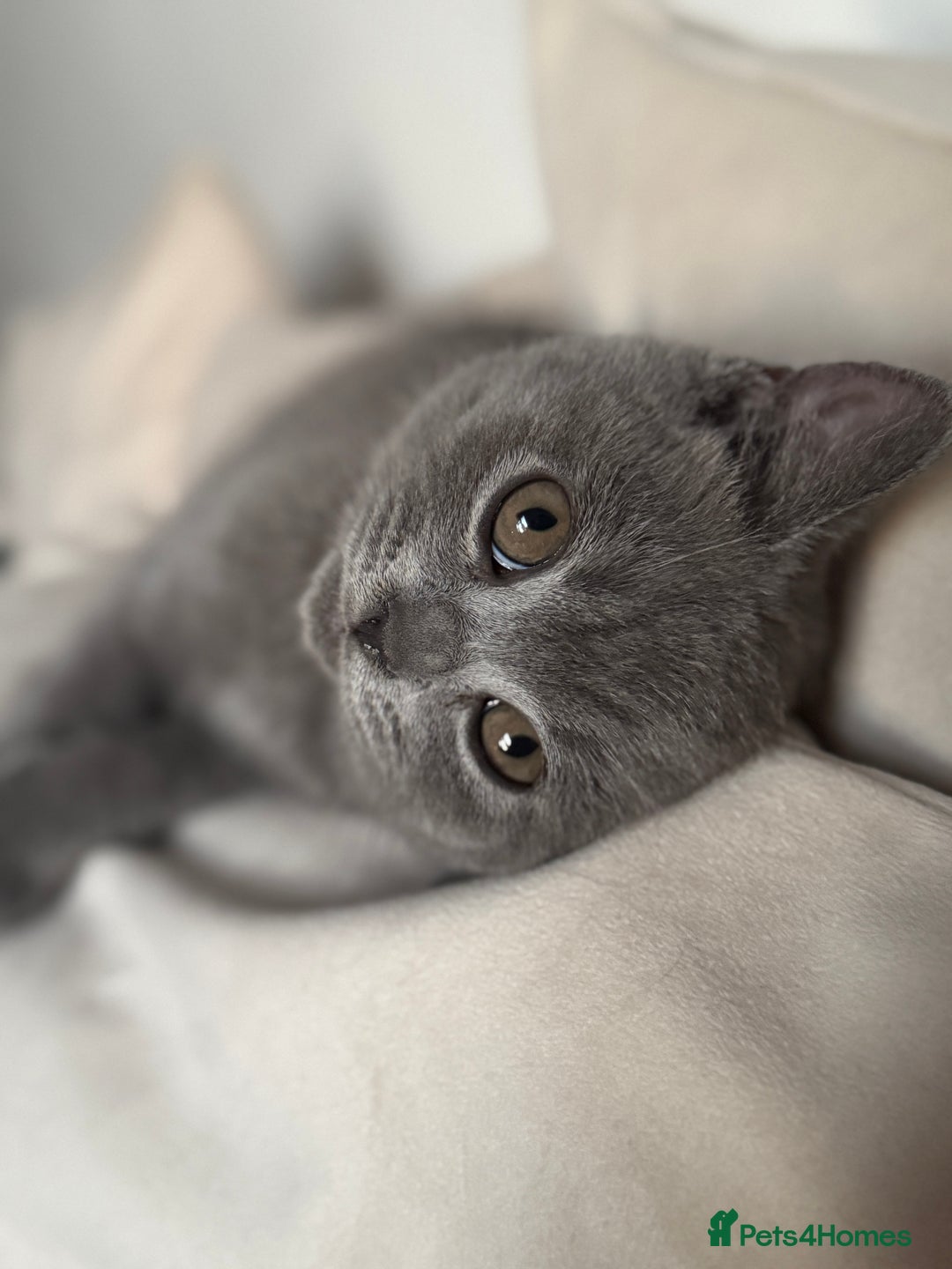 British Shorthair cats for sale: British Shorthair Male Kitten Grey - Image 7
