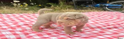 Shar Pei dogs for sale: KC REGISTERED RARE LILAC TAN SHAR-PEI - Advert 10