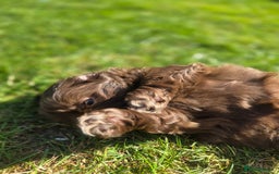Shih Tzu dogs for sale: Shih Tzu Imperial (Karashishi) - Image 11