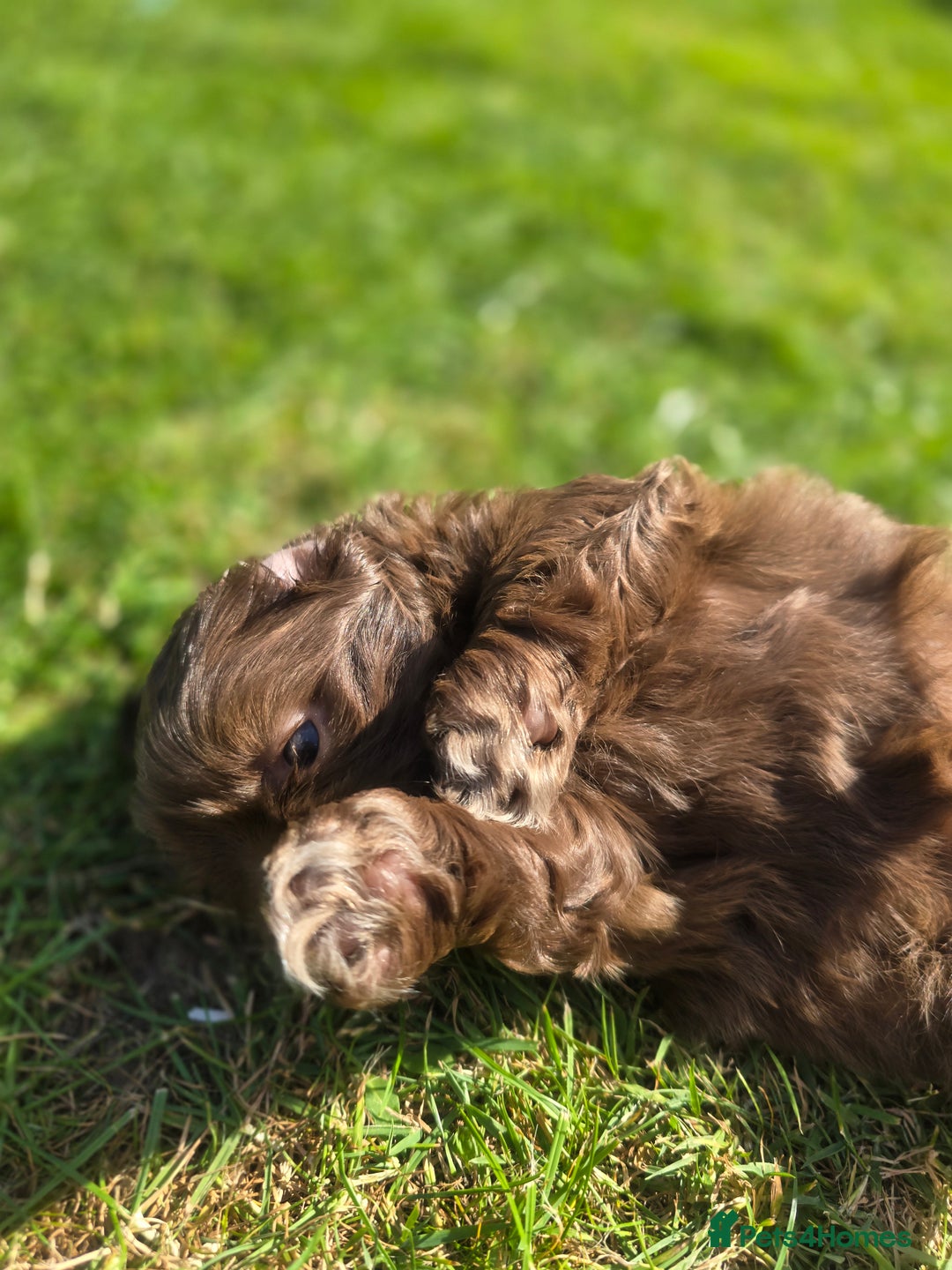 Shih Tzu dogs for sale: Shih Tzu Imperial (Karashishi) - Image 11