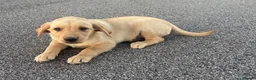Labrador Retriever dogs for sale: Joyful Labrador Puppies Ready to Steal Your Heart - Advert 5