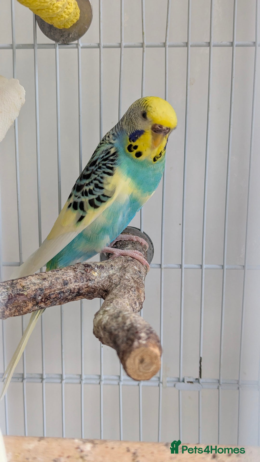 Budgerigars birds for sale: Fully tamed 4 budgies with Cage, accessories,food - Image 36