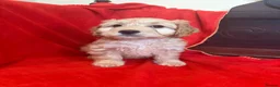 Cockapoo dogs for sale: FULLY HEALTH TESTED GOLD COCKAPOOS  - Advert 6