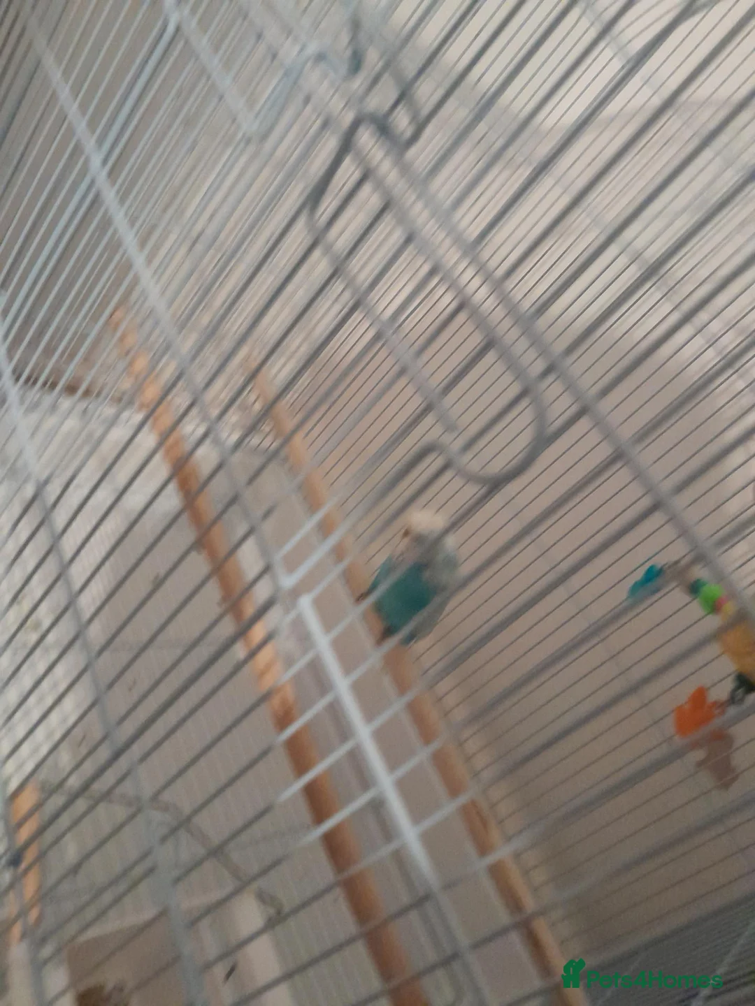 Budgerigars birds for sale: blue budgie in London - Advert 1