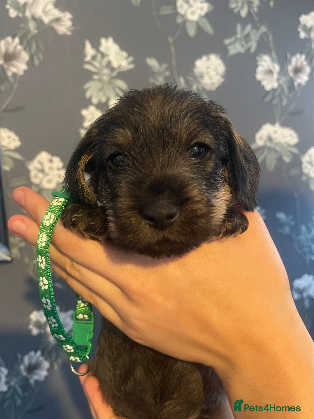 Dachshund dogs for sale: Kc registered standard wirehaired dachshund  - Image 11