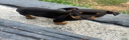 Chiweenie dogs for sale: 🌸 Beautiful Chiweenie Puppies 🌸 - Advert 6
