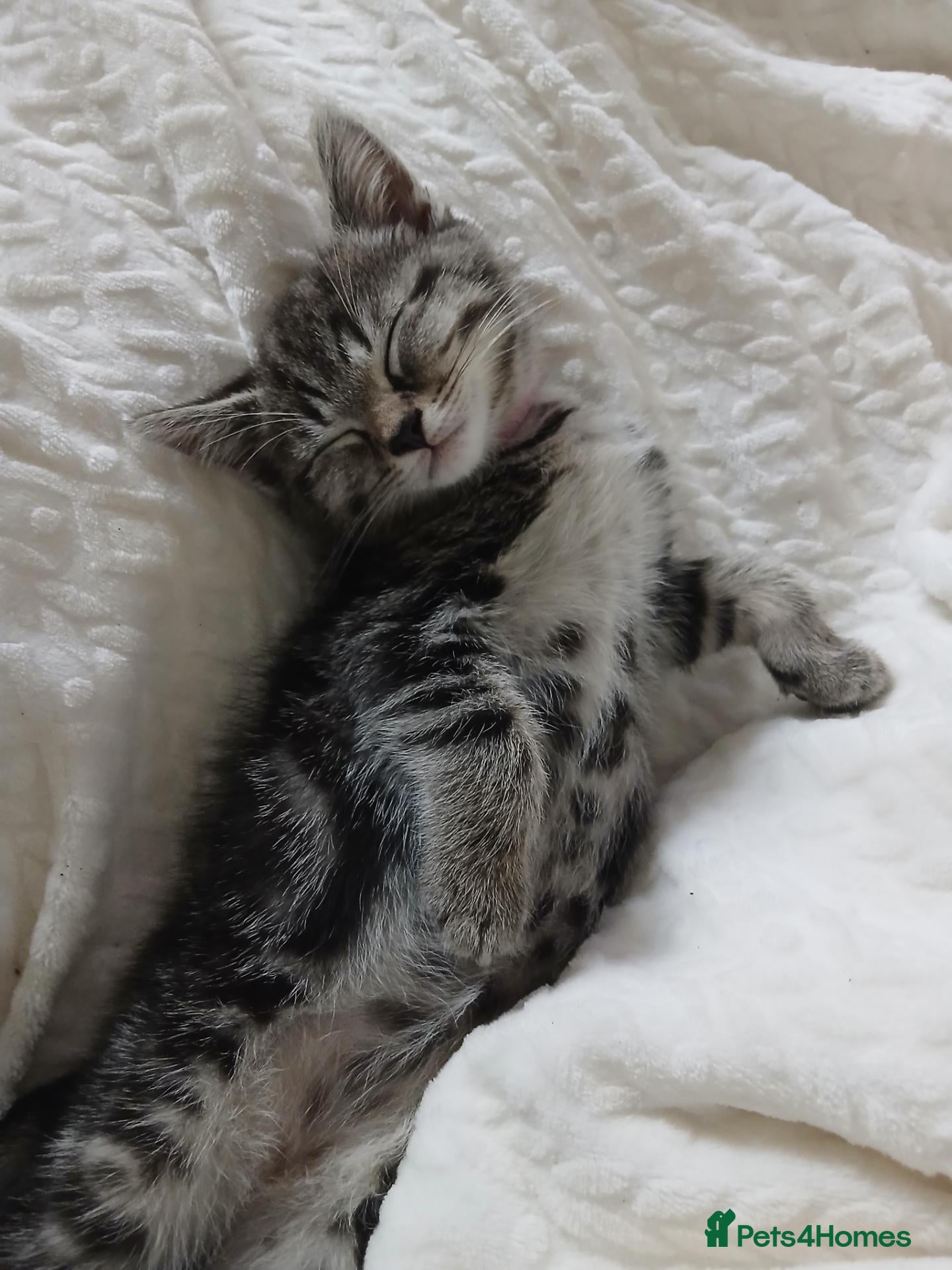 Mixed Breed cats Kittens for sale  - Advert 12