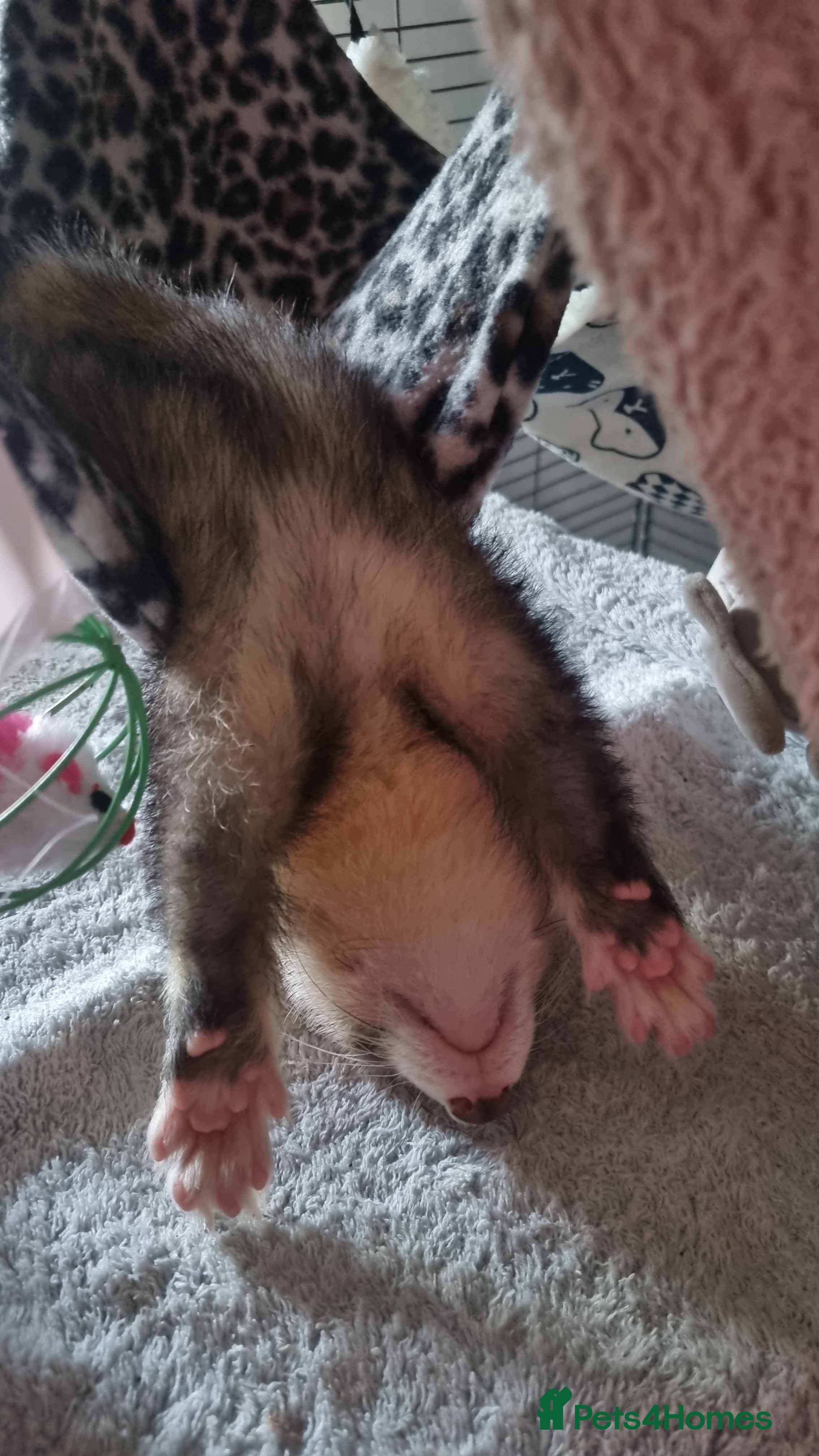 Ferret rodents for sale: Hob for sale  - Advert 4