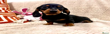 Black & Tan boy
