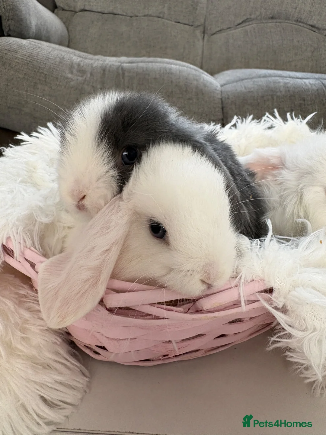 Mini Lop rabbits for sale: Adorable Mini Lop Rabbits – Ready 🐰❤️ in Wirral - Advert 9