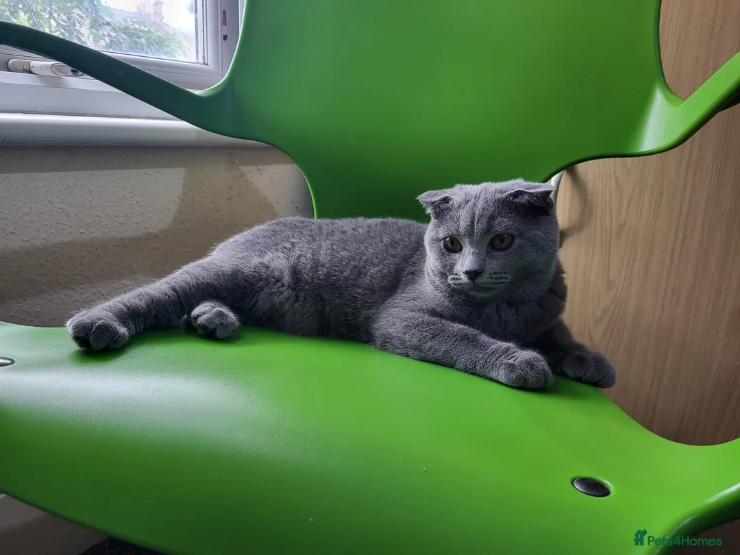 British Shorthair cats for sale: British short hair kitten  in Ilford - Advert 10