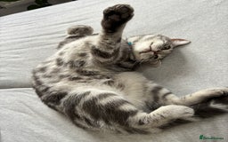 British Shorthair cats for sale: British Shorthair Silver Tabby Pair  in Wakefield - Image 6