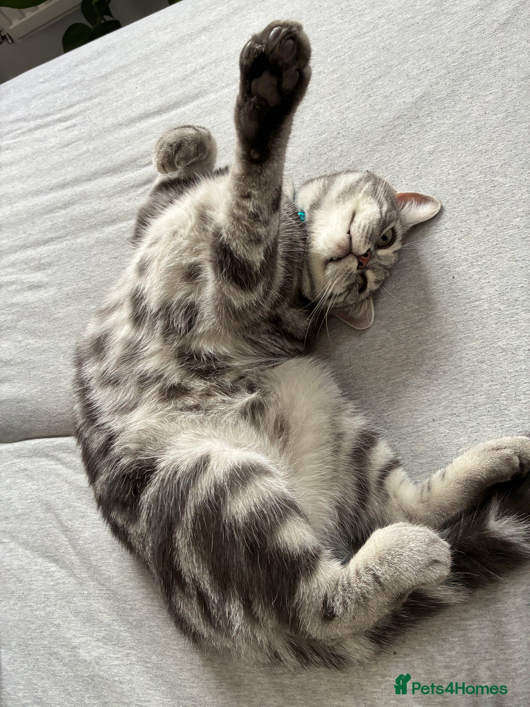 British Shorthair cats for sale: British Shorthair Silver Tabby Pair  in Wakefield - Image 6
