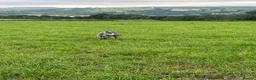 Mixed Breed dogs for sale: Dear hound greyhound in Hengoed - Advert 4