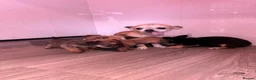 Chihuahua dogs for sale: Stunning Chihuahua puppies - Advert 9
