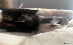 Mixed Breed cats for sale: 3 gorgeous kittens  - Image 2