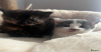 Mixed Breed cats - Advert 7