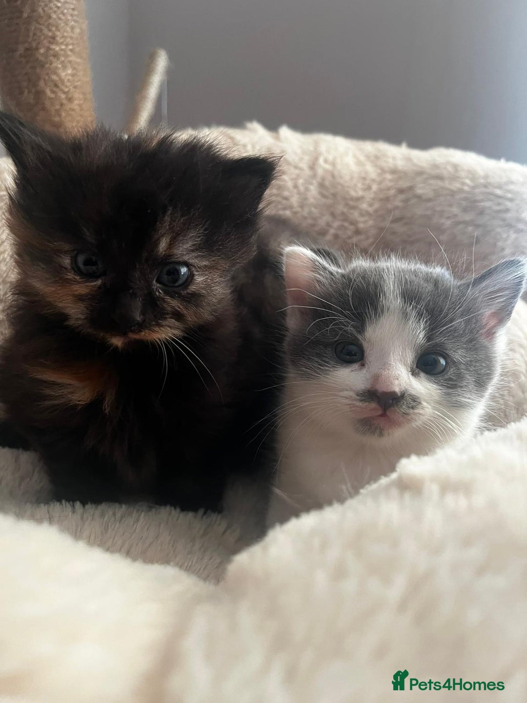 Mixed Breed cats for sale: 3 gorgeous kittens  - Image 2