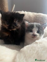 Mixed Breed cats - Advert 7