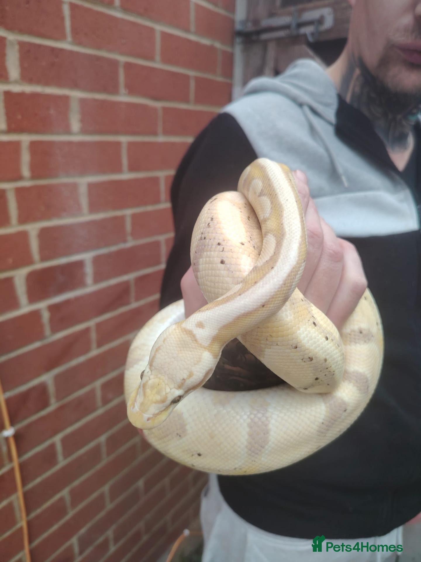 Python Snake reptiles Gorgeous male and female ball python  - Advert 1