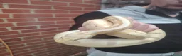Python Snake reptiles for sale: Gorgeous male and female ball python  - Advert 1
