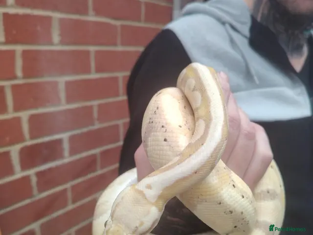 Python Snake reptiles banana male and female savannah ball python - Advert 1
