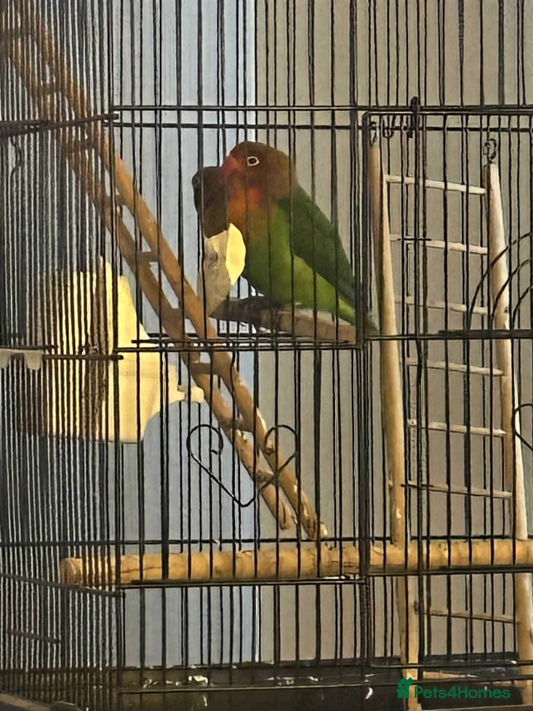 Lovebirds birds for sale: Peach faced lovebirds - Advert 2