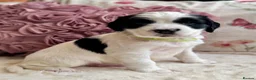 Sprocker dogs for sale: Sprocker Spaniel pups  in Stranraer - Advert 20