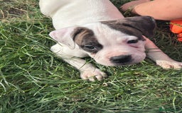 American Bulldog dogs for sale: Ready now Beautiful litter American bulldog puppy - Image 14