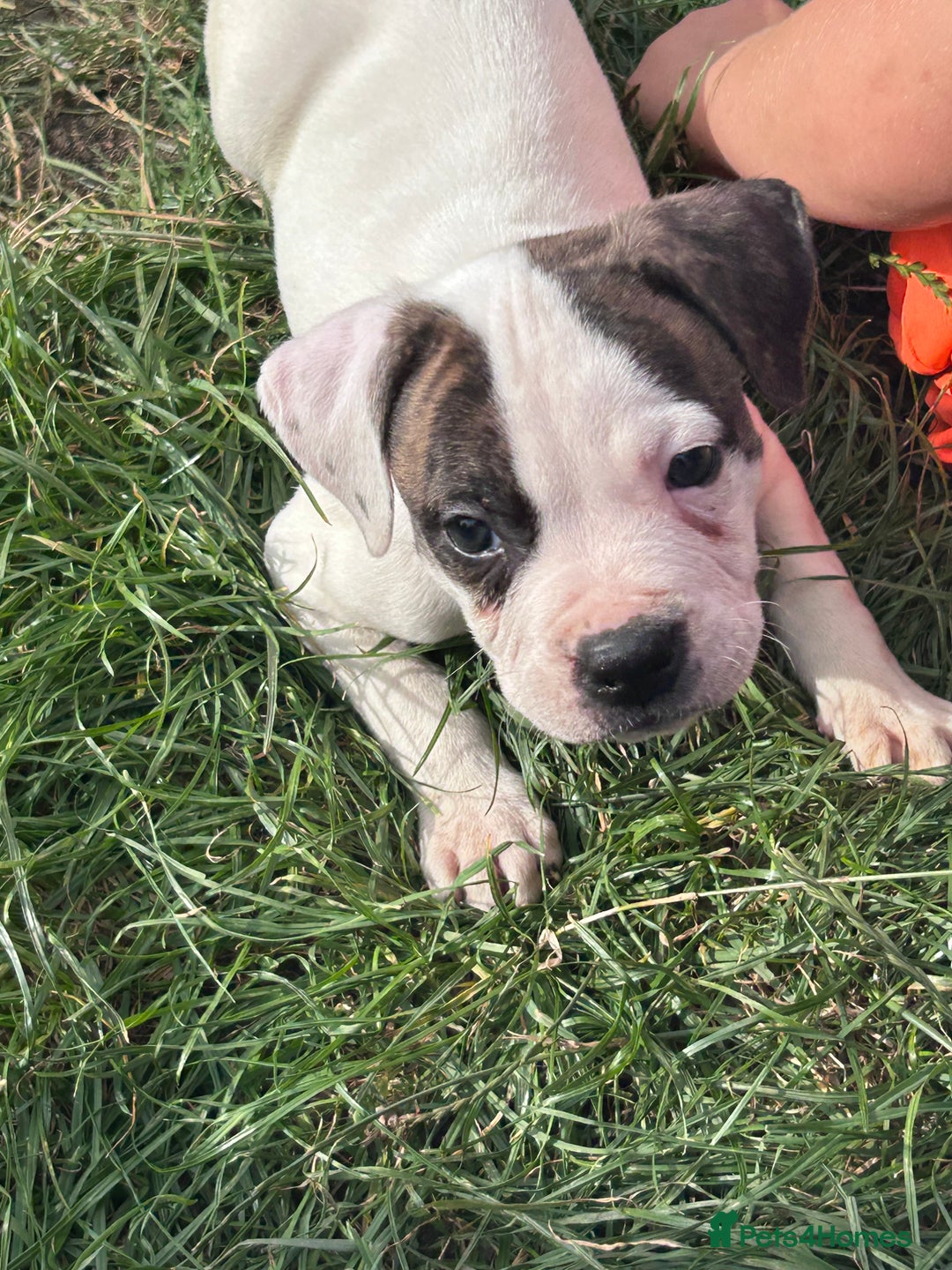 American Bulldog dogs for sale: Ready now Beautiful litter American bulldog puppy - Image 14